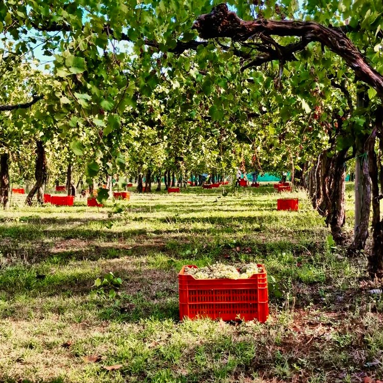 Azienda Agricola KOI vingården