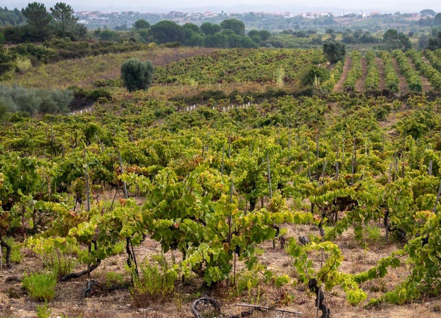 Vinodlingar Portugal, i ljusgröna färger