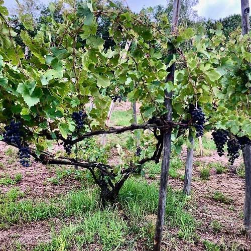 Vinrankor som vuxit på odling