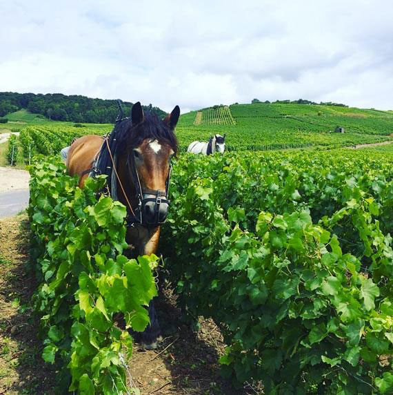 Häst på vinfält